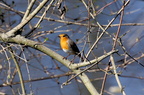 Rotkehlchen im Baum