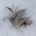 Schnee-Federn
