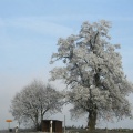 Frostbäume