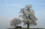 Frostbäume