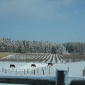 Pferde im Schnee