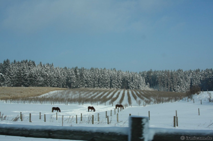 Pferde im Schnee