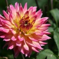 Dahlie