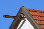 Turmfalke