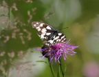 Schachbrettfalter