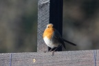 Rotkehlchen