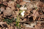 Frühlingsknotenblume