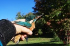 Eisvogel an der Donau , Eisvogel in der Hand