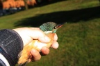 Eisvogel in der Hand