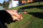 Eisvogel in der Hand