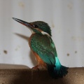 Eisvogelweibchen