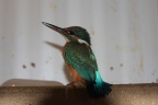 Eisvogelweibchen