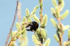 Hummel auf blühenden Palmkätzchen