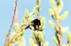 Hummel