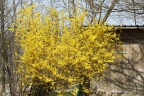 Forsythie