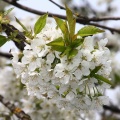 Kirschblüte