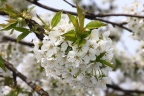 Kirschblüte