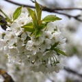 Kirschblüte
