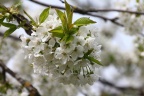 Kirschblüte