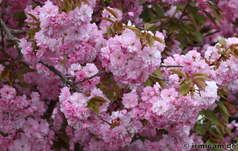 Japanische Kirsche voll in Blüte