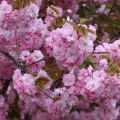 Japanische Kirsche voll in Blüte