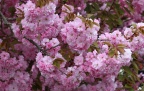 Japanische Kirsche voll in Blüte