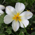 voll erblühte Tulpe