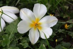 voll erblühte Tulpe