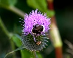 Hummel auf Distel