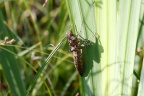 Insekten , Schmetterlinge