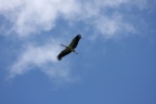 Kranich,Enten,Storch in Pfeffenhausen , Reiher