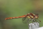 Libelle