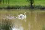 Schwanenfamilie