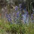 Kornblume