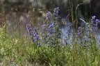 Kornblume