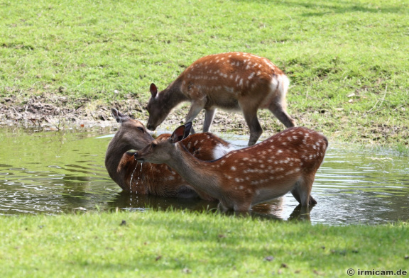 Damwild badet