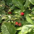 Walderdbeeren