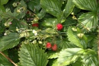 Walderdbeeren