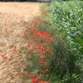 Getreide, Mohn und Mais