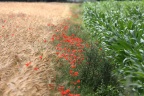 Getreide, Mohn und Mais