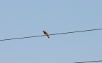 Turmfalke , weiblich