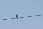 Turmfalke , weiblich