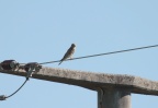 Turmfalke , weiblich