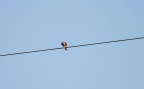 Turmfalke , weiblich, hat was gefangen