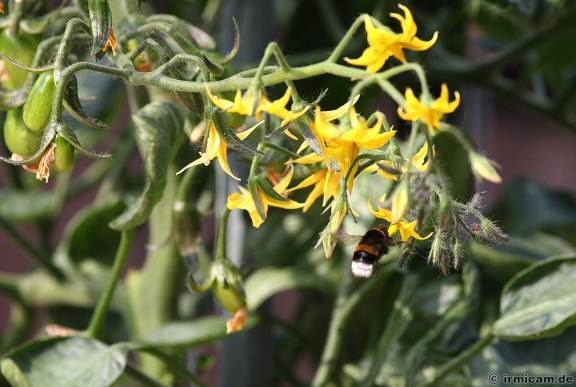 Biene an Tomatenblüte