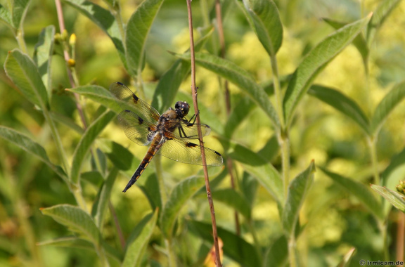 Vierfleck Libelle