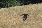 Mäusebussard