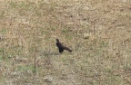 Mäusebussard