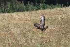 Mäusebussard