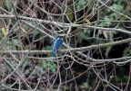 Eisvogel am Echinger Stausee